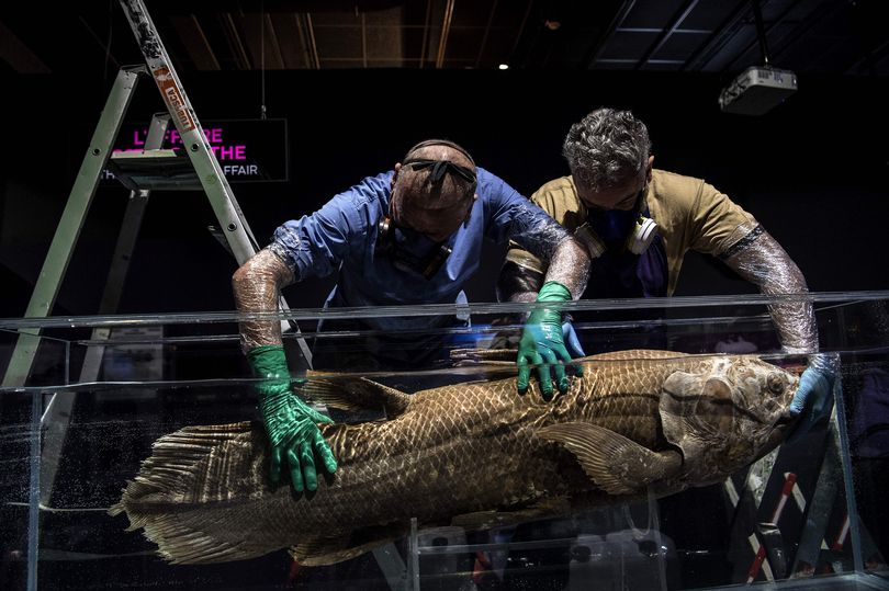 أقدم من الديناصورات...العثور على سمكة حية عمرها 420 مليون عام (صور + فيديو)