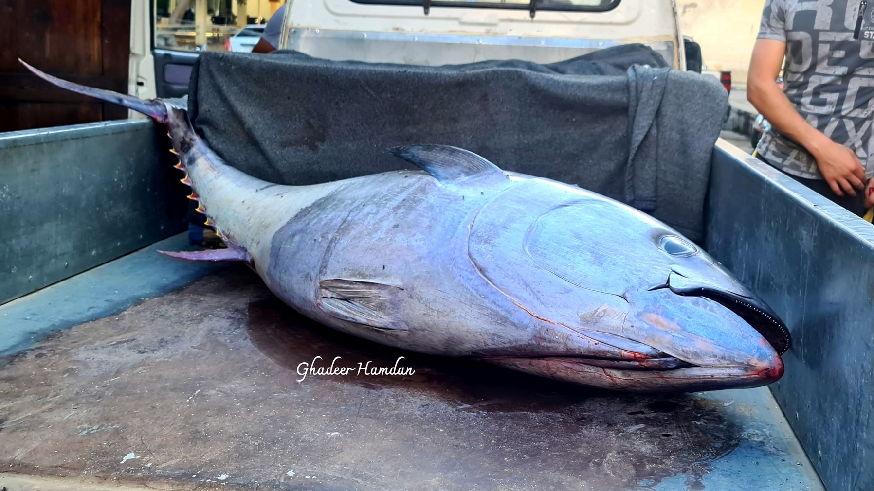 العثور على سمكة نادرة وغامـ.ـضة في مدينة سوريا والسلطات تتحـ.ـرك للتحقق منها (صور)