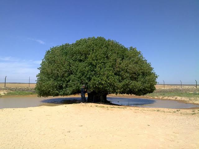 الشجرة التي استراح تحتها النبي محمد خلال رحلته إلى سوريا تُزرع بمدينة روسية (صور)
