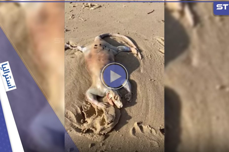 يشبه الديناصور.. شاب أسترالي يعثر على كائن غـ.ـريب على شاطئ البحر وصفه بـ”الفضائي” (فيديو)