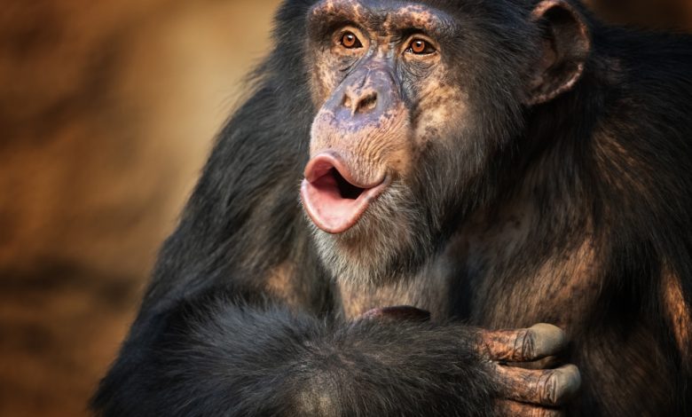 آلاف التسجيلات الصوتية تكـ.ـشف للمرة الأولى عن لغة خفية خاصة بالشمبانزي