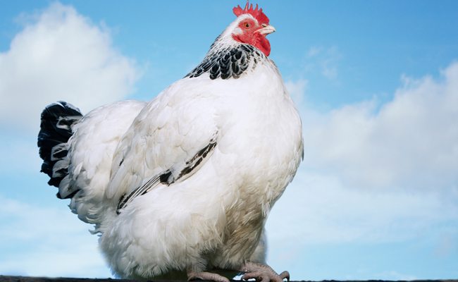 دراسة : البشر عبدوا الدجاج لسنين طويلة قبل أن يكـ.ـتشفوا طعمه اللذيذ