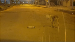 أوقف حركة المرور .. كلب يشعـ.ـل الميديا بمحاولة إنقاذ قطة ودفنها كما يفعل البشر (فيديو)