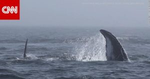كاميرا توثق معـ.ـركة عنيفة بين 20 حوتًا قـ.ـاتلا واثنين من الحيتان الحدباء (فيديو)