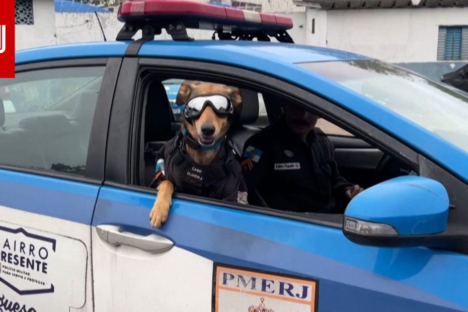 قابلوا "العريف أوليفيرا".. من كلب تم إنقاذه إلى عضـ.ـو في الشـ.ـرطة البرازيلية (فيديو)